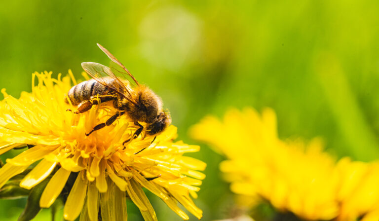 Honey bee covered with yellow pollen collecting nectar from dandelion flower. Important for environment ecology sustainability
